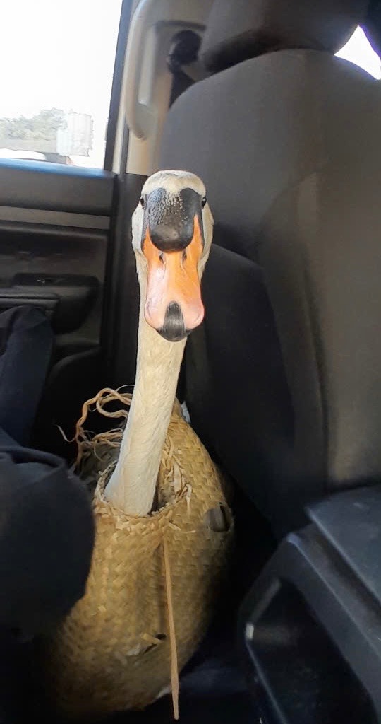 Cập nhật tình hình mới nhất của Dương - nạn nhân vụ bắt cóc thiên nga trắng tại Thảo Cầm Viên Sài Gòn