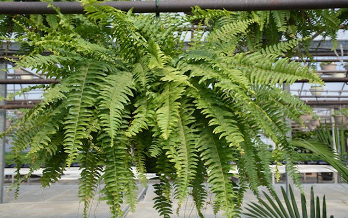 4 cây NASA khuyên trồng trong nhà