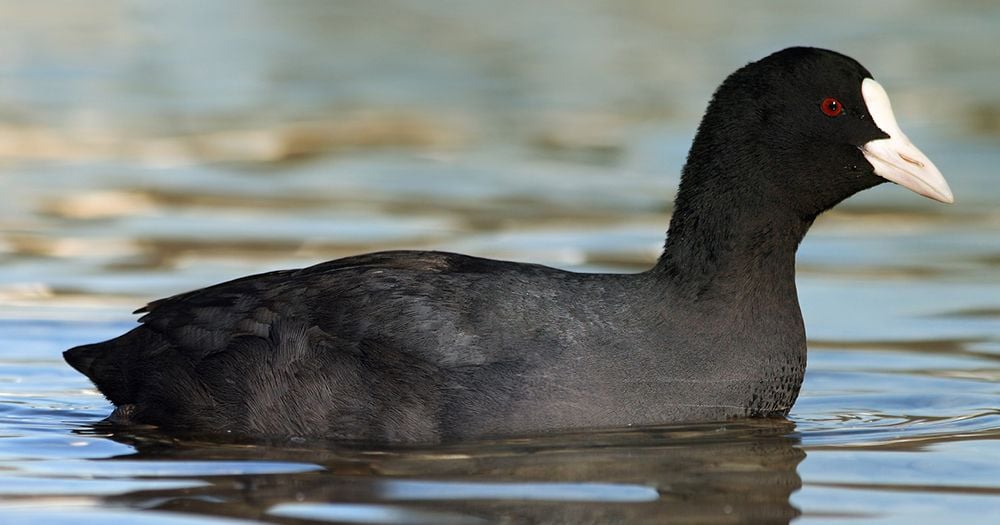 Mang trứng của loài mệnh danh sản vật tiến Vua về ấp thử, anh nông dân Bắc Ninh thu lãi tiền tỷ mỗi năm