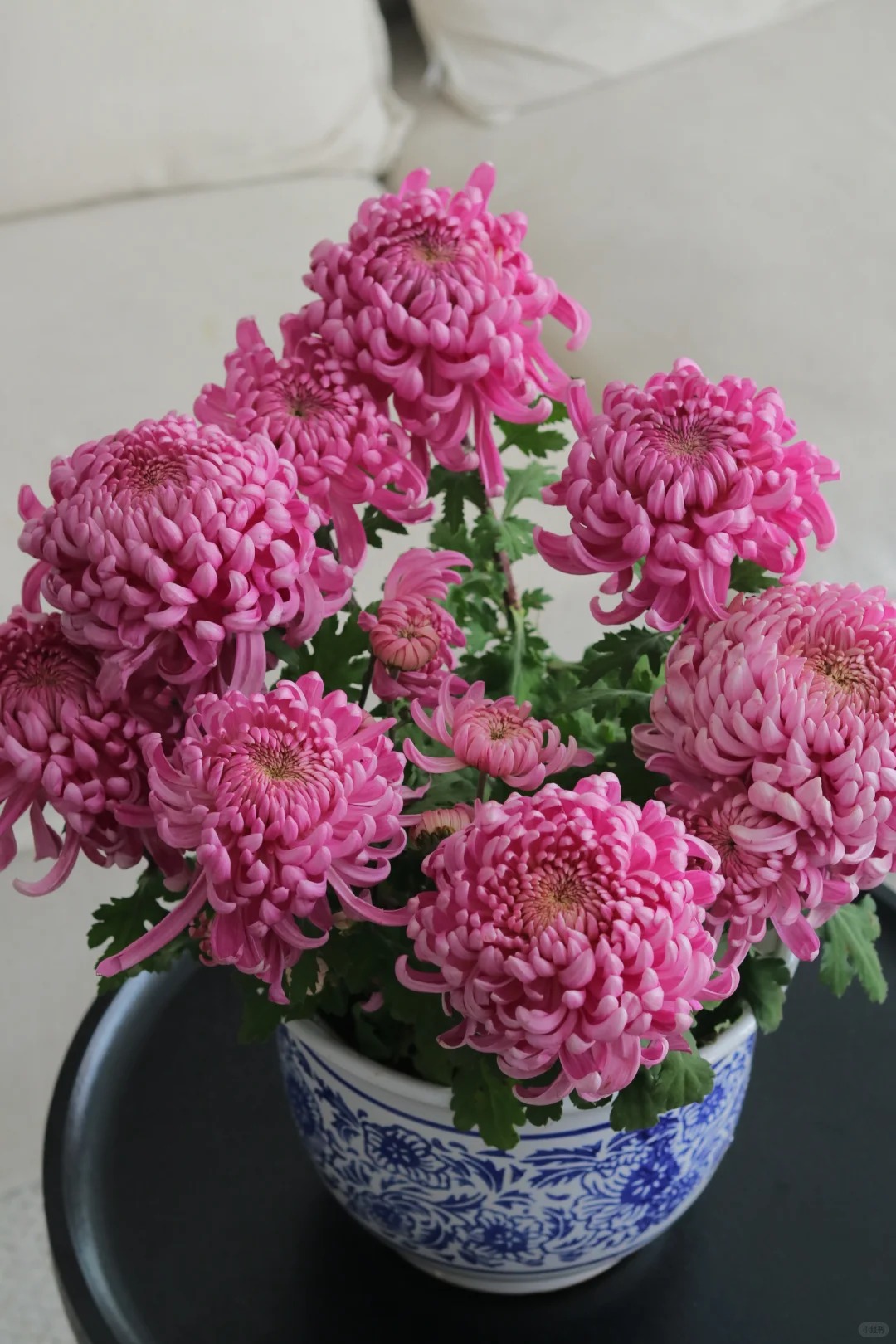 Không phải mẫu đơn, cũng chẳng phải cúc thường: Loài hoa lạ đang khiến chị em lùng sục để "đổi gió" bàn trà ngày Tết