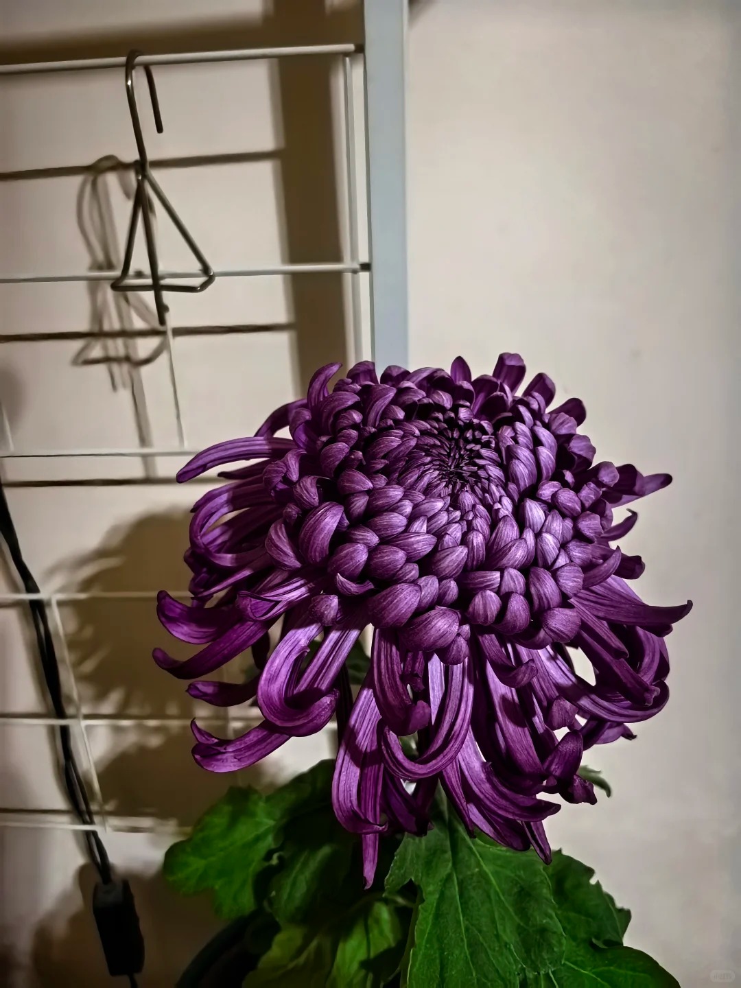 Không phải mẫu đơn, cũng chẳng phải cúc thường: Loài hoa lạ đang khiến chị em lùng sục để "đổi gió" bàn trà ngày Tết