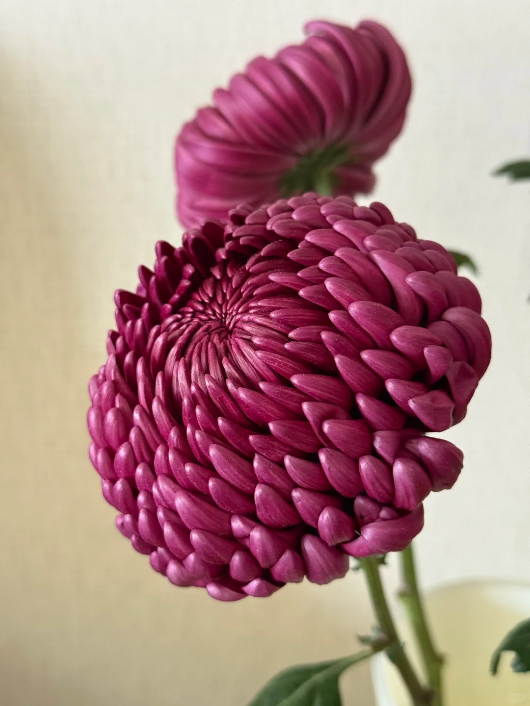 Không phải mẫu đơn, cũng chẳng phải cúc thường: Loài hoa lạ đang khiến chị em lùng sục để "đổi gió" bàn trà ngày Tết