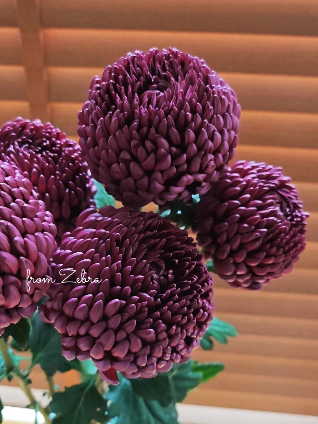 Không phải mẫu đơn, cũng chẳng phải cúc thường: Loài hoa lạ đang khiến chị em lùng sục để "đổi gió" bàn trà ngày Tết