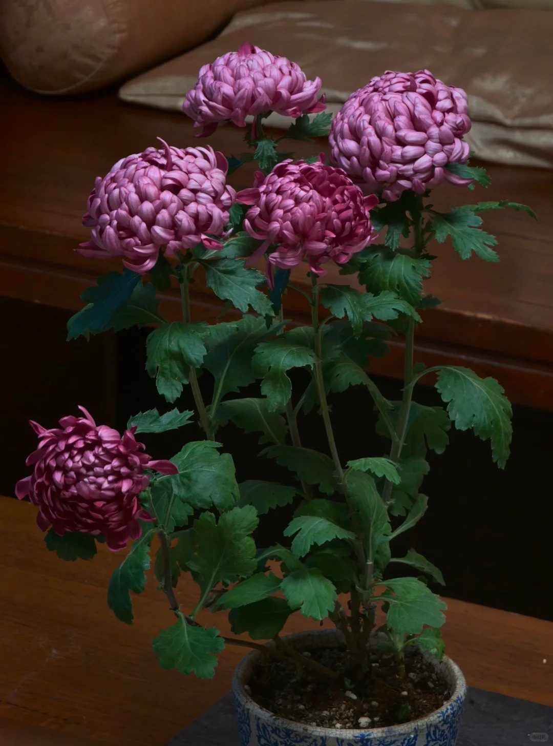 Không phải mẫu đơn, cũng chẳng phải cúc thường: Loài hoa lạ đang khiến chị em lùng sục để "đổi gió" bàn trà ngày Tết