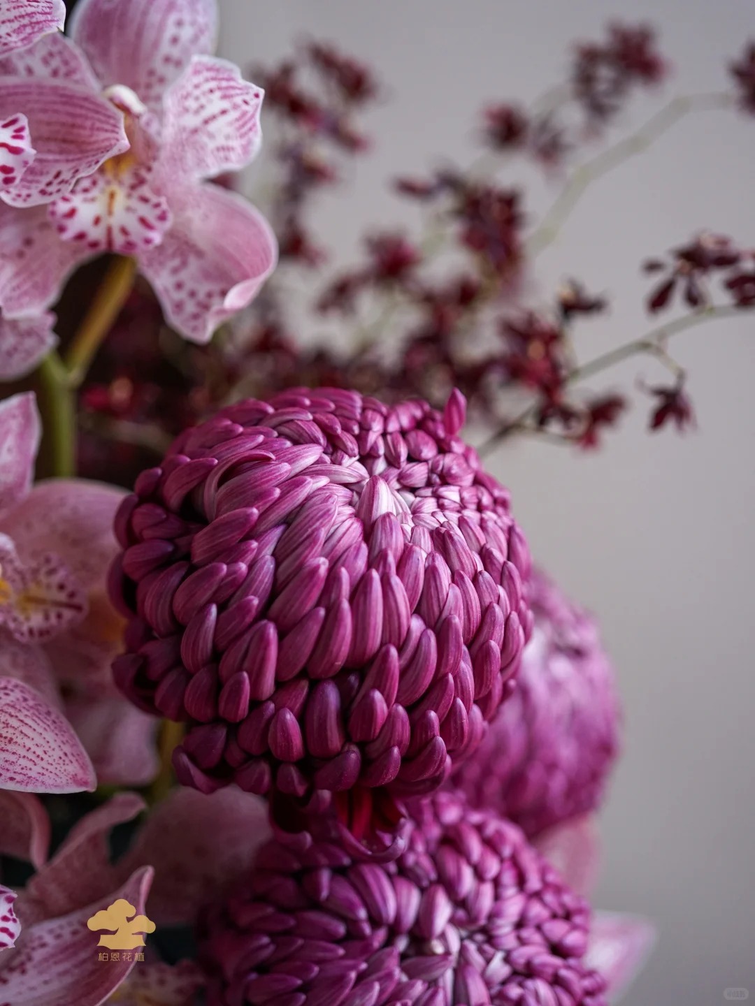 Không phải mẫu đơn, cũng chẳng phải cúc thường: Loài hoa lạ đang khiến chị em lùng sục để "đổi gió" bàn trà ngày Tết