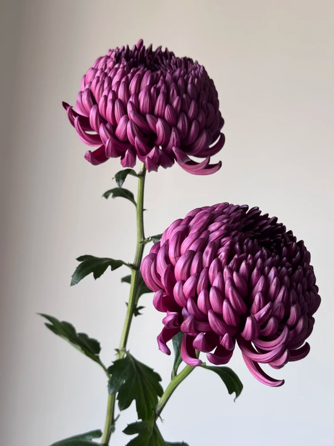 Không phải mẫu đơn, cũng chẳng phải cúc thường: Loài hoa lạ đang khiến chị em lùng sục để "đổi gió" bàn trà ngày Tết