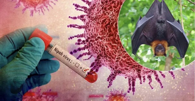 Cảnh báo: Tìm thấy loài dơi mang virus Nipah nhiều nhất ở nơi này - Có người chủ quan thường tới, ngủ lại Cảnh báo: Tìm thấy loài dơi mang virus Nipah nhiều nhất ở nơi này - Có người chủ quan thường tới, ngủ lại