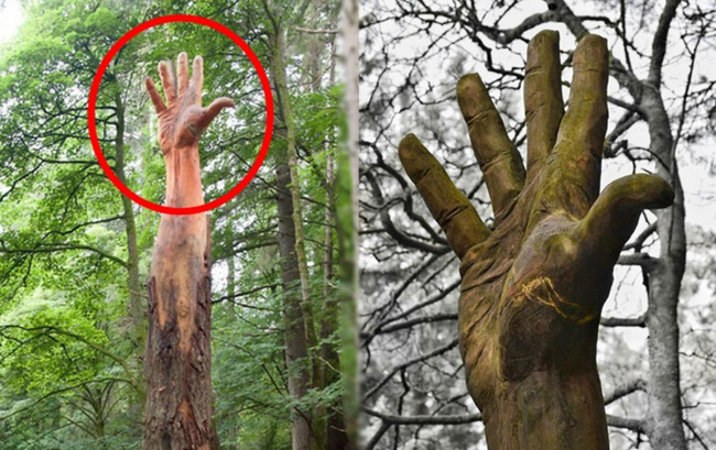 Bàn tay khổng lồ mọc lên giữa rừng cây gây kinh hãi: Sự thật sốc đằng sau
