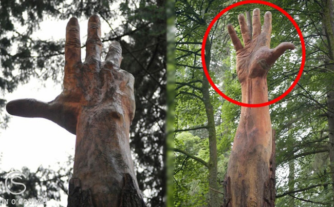 Bàn tay khổng lồ mọc lên giữa rừng cây gây kinh hãi: Sự thật sốc đằng sau