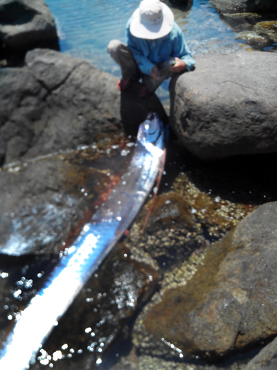 Quái ngư biển sâu có bộ xương dài nhất thế giới, từng ghi nhận xuất hiện tại Việt Nam Quái ngư biển sâu có bộ xương dài nhất thế giới, từng ghi nhận xuất hiện tại Việt Nam